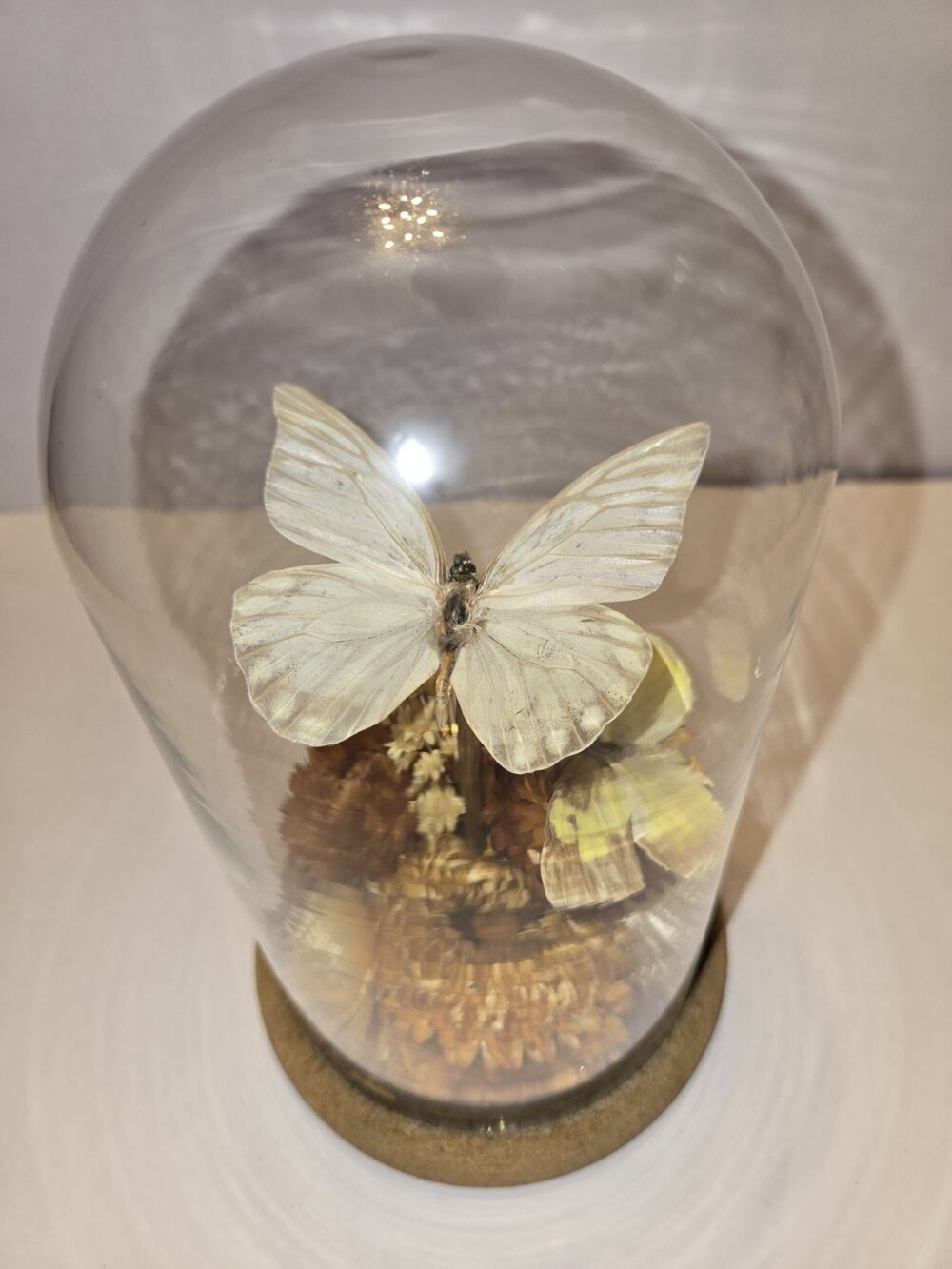 Vtg Butterfly taxidermy glass dome w Flowers display 8 Inch Tall Cork Bottom